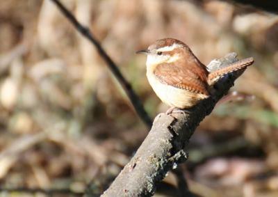 Arizona Christmas Bird Count 2022 Warm Weather Factored Into Recent Christmas Bird Count | Local News |  Mankatofreepress.com