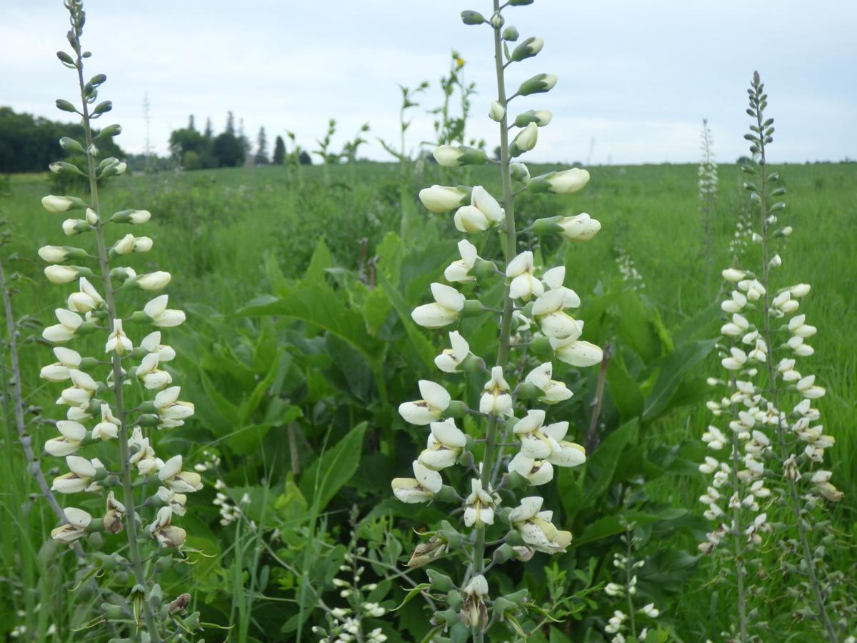 Restoring native prairie one acre at a time | News ...