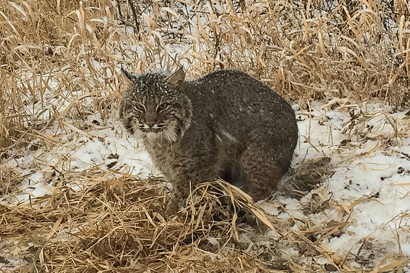 Bobcat caught and released south of Mankato Local News