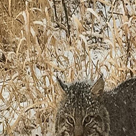 Bobcat Caught And Released South Of Mankato Local News