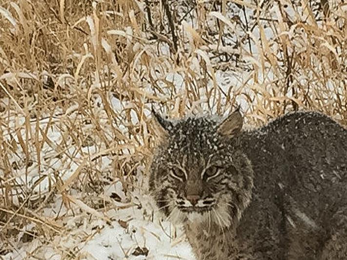 Bobcat caught and released south of Mankato | Local News ...