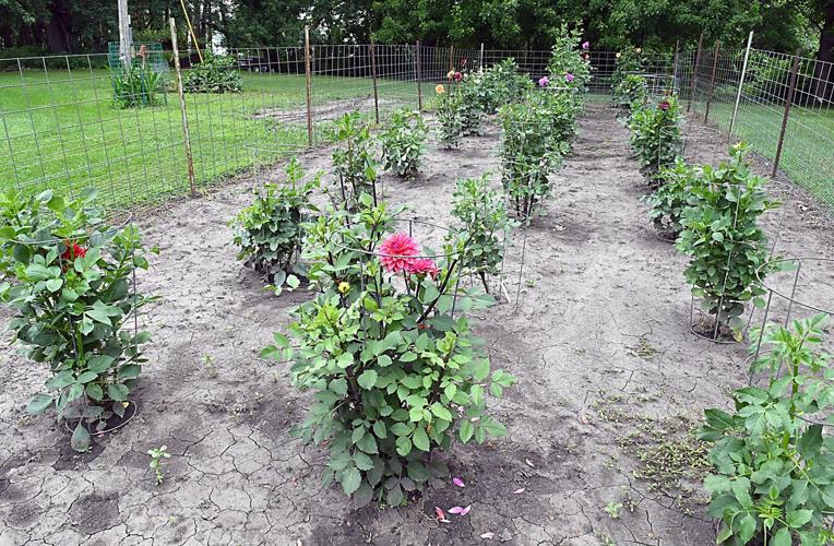 Retired farmer showing gardeners his private park on conservation