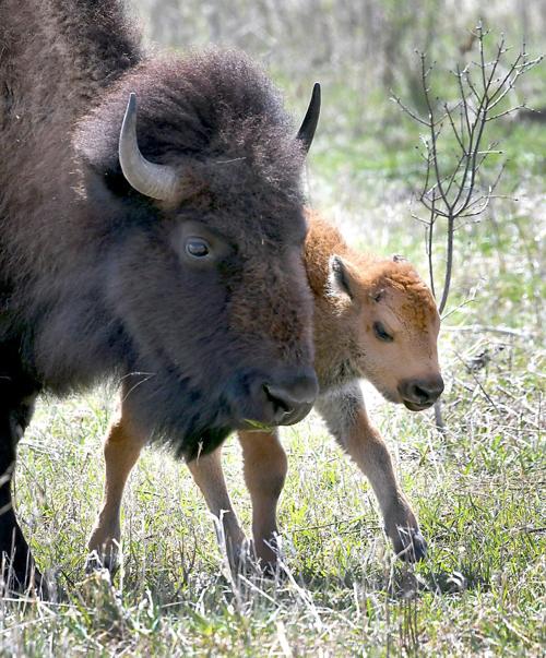 Baby Bison 3 Local News Mankatofreepress Com