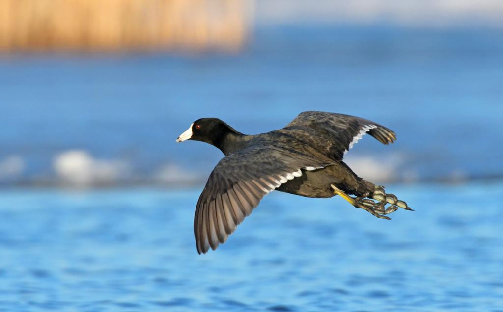 Morrison: Minnesota's spring waterfowl migration provides ...