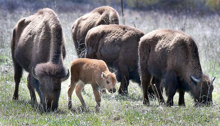 Bison herd's first baby of 2021 is here | Local News | mankatofreepress.com