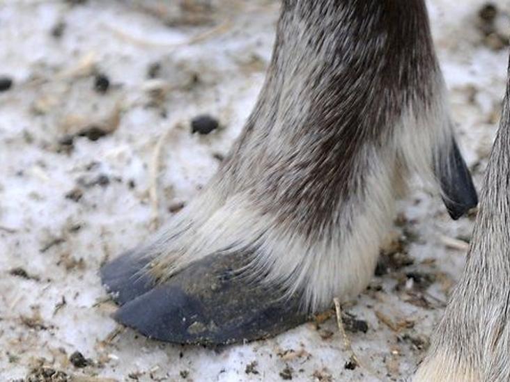 Click, click, click: Reindeer games aplenty at Lake Crystal ...