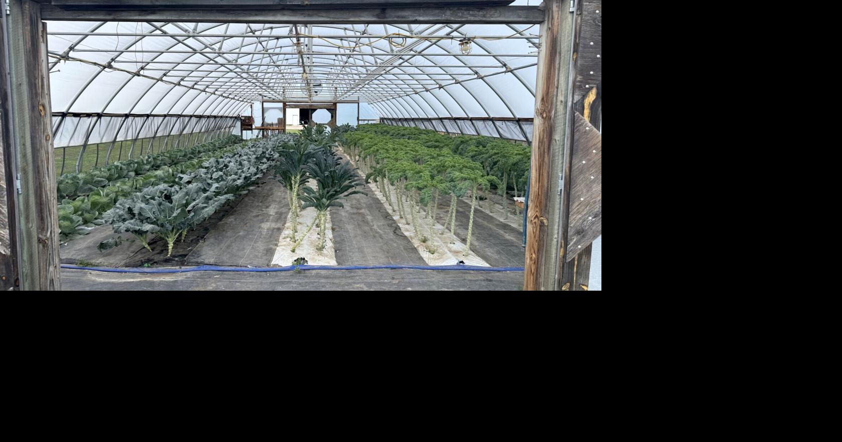 Tunnel farming gives South Dakota farmers 4 months