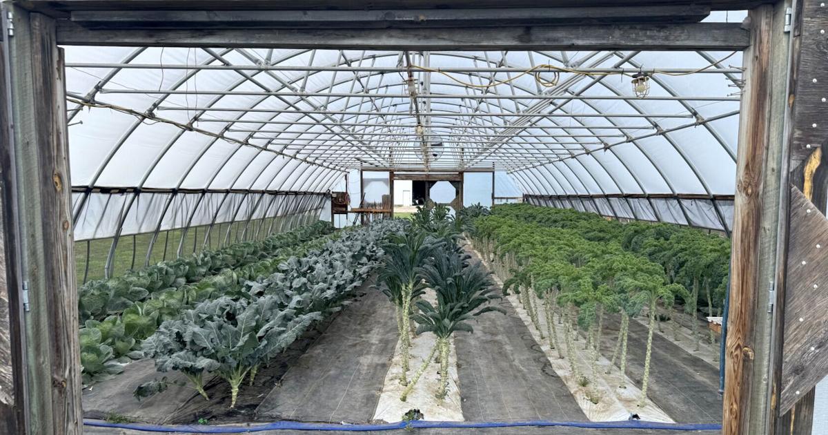 Tunnel farming gives South Dakota farmers 4 months