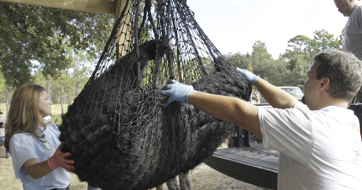 Florida's black bear hunt approved despite opposition