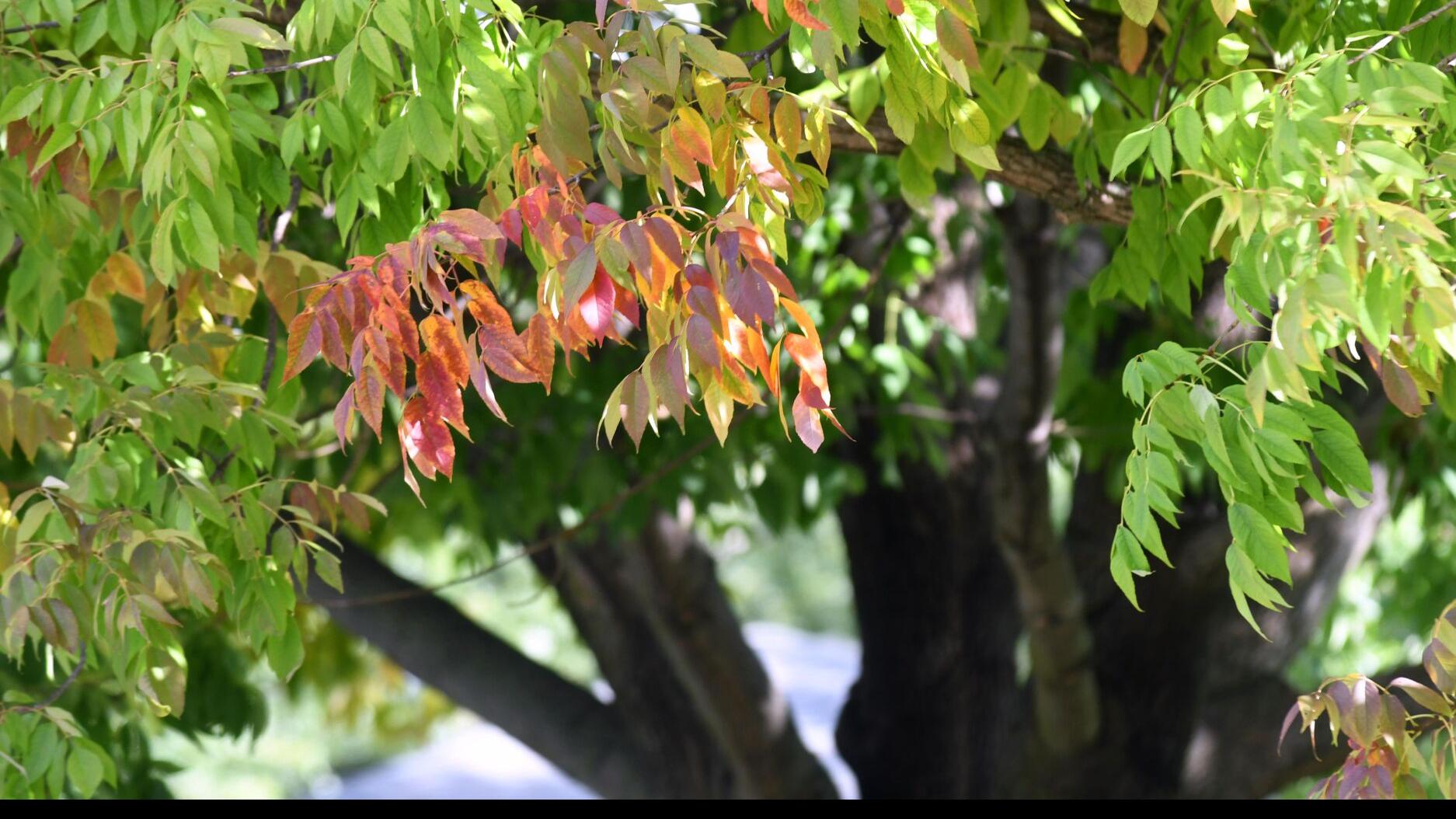 Drought likely to bring dampened fall colors, tree loss ...