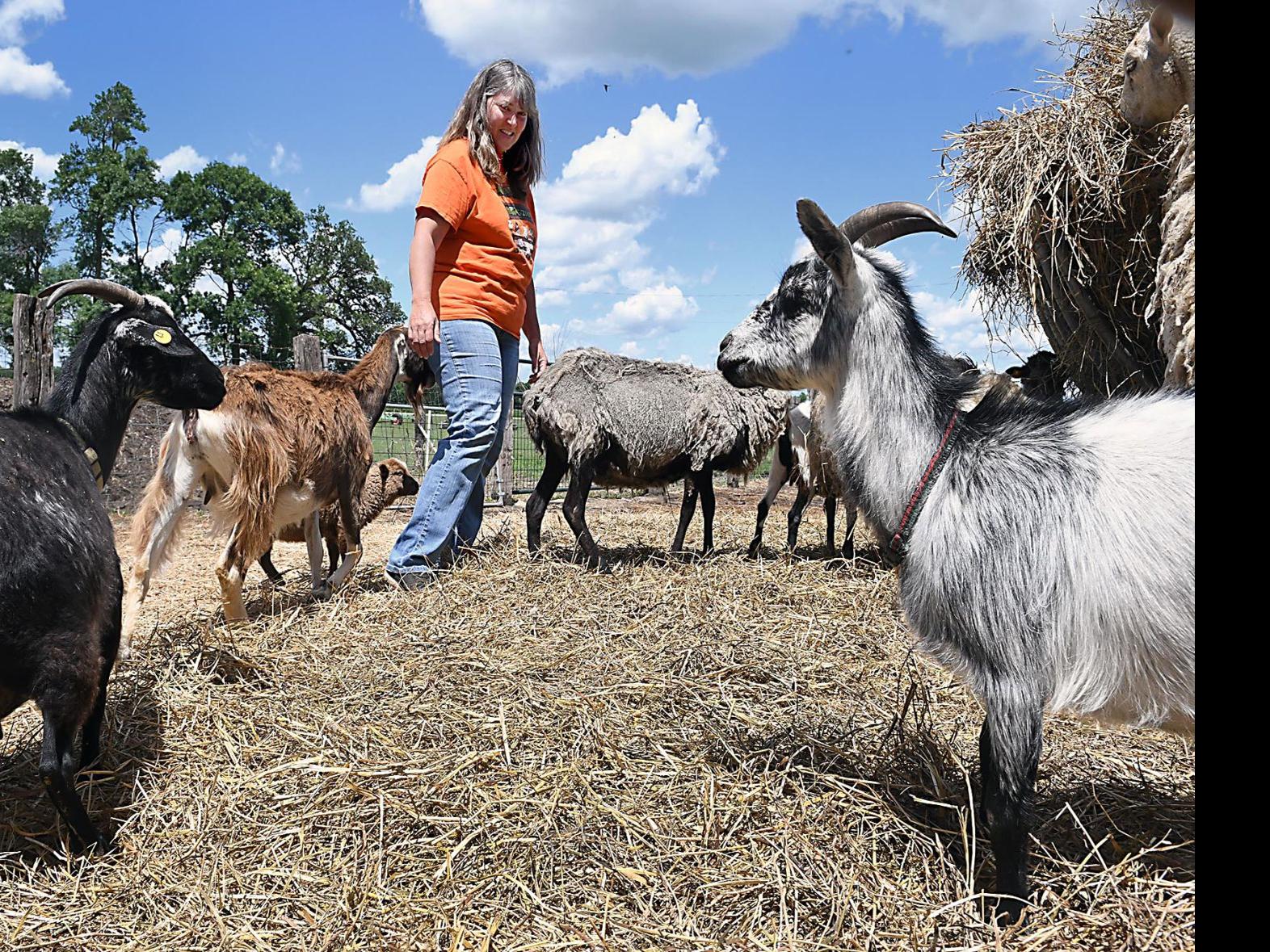 Pandemic Puts Petting Zoo Owners On Financial Brink Local News Mankatofreepress Com