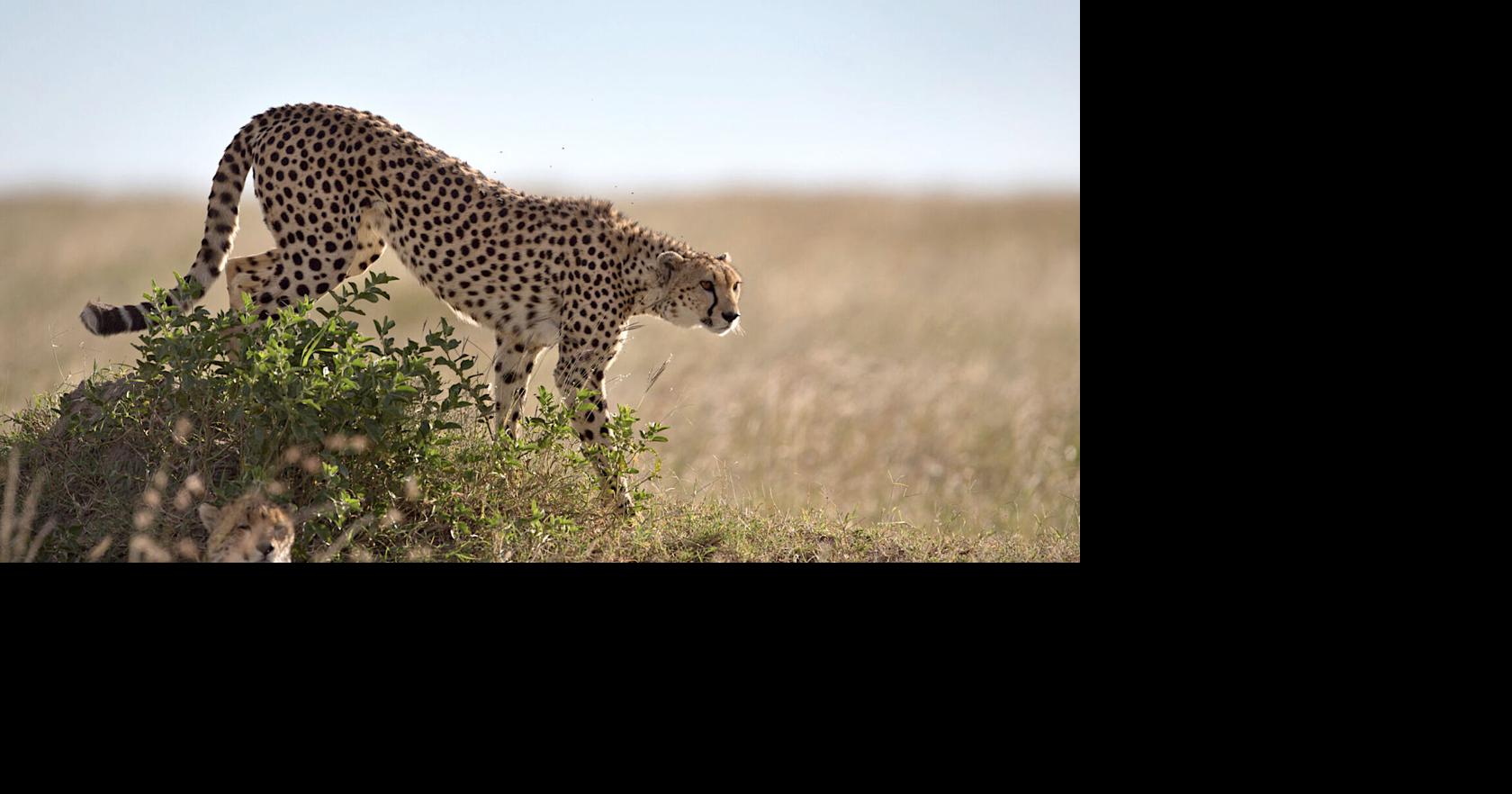 Cheetah | Lifestyles | mankatofreepress.com