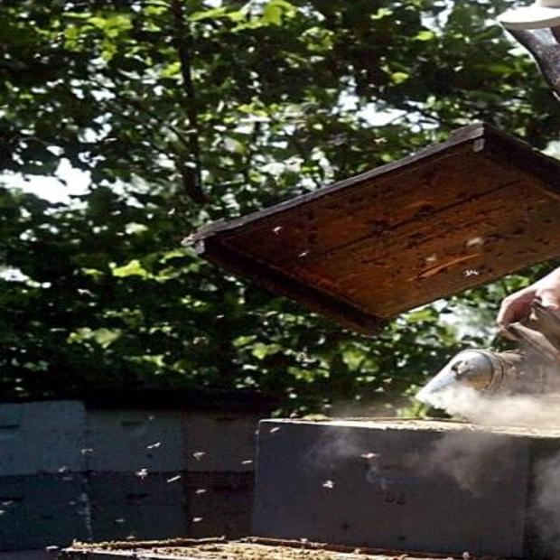 Honey bees are dying: no one knows why | Local News ...