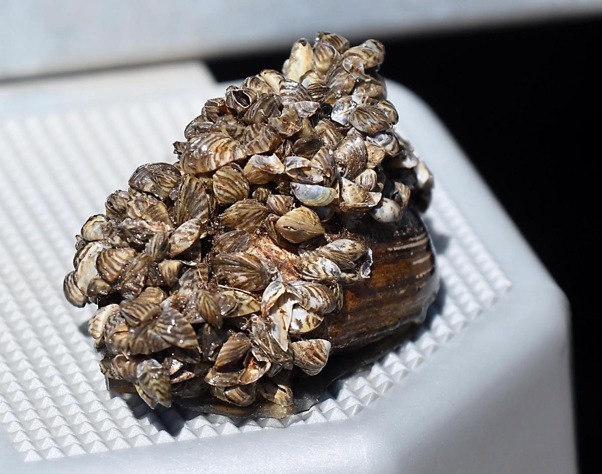 Musselsniffing dogs are DNR's newest weapon in invasive species fight