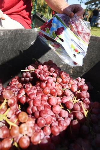 Stompin' around: Morgan Creek celebrates fall with annual ...