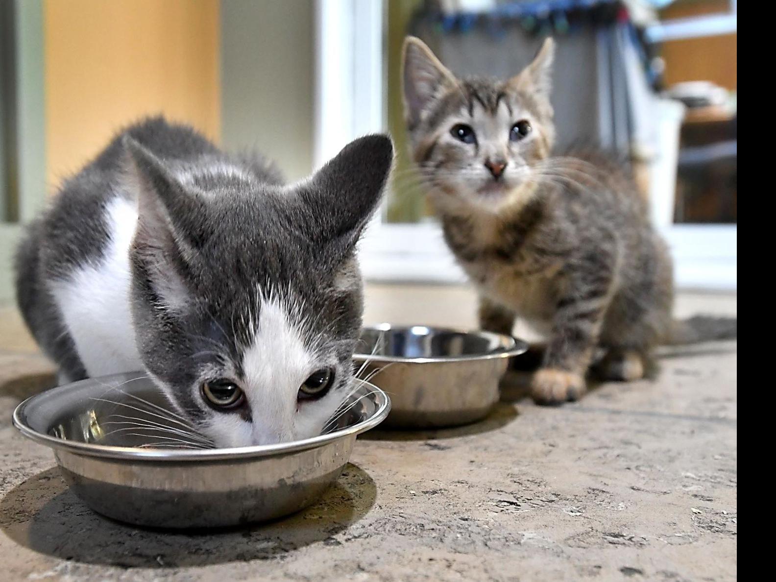Benchs Requests Food Donations For Cats Local News