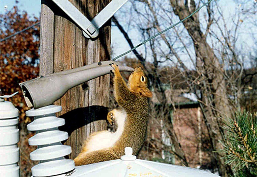 Shocking Squirrels a problem for power lines Local News
