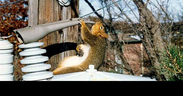 Shocking: Squirrels a problem for power lines | Local News ...