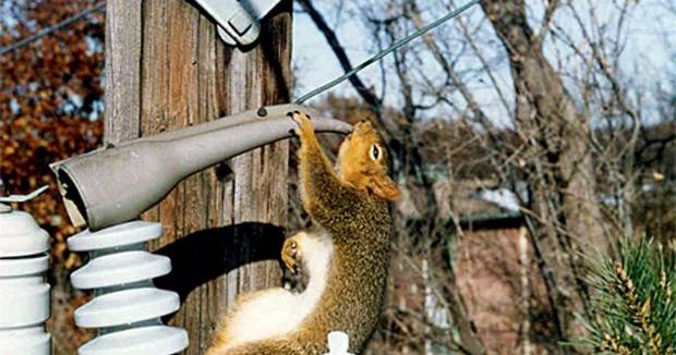 Shocking Squirrel Shocking: Squirrels a problem for power lines | Local News ...
