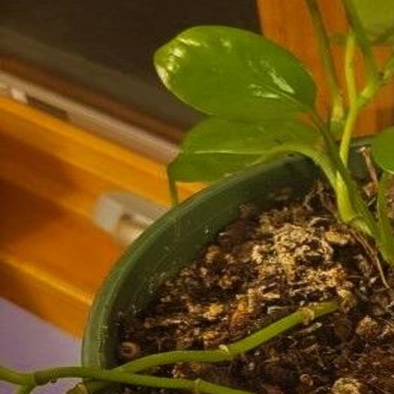 Thoughts on recycling Christmas trees and caring for indoor ...