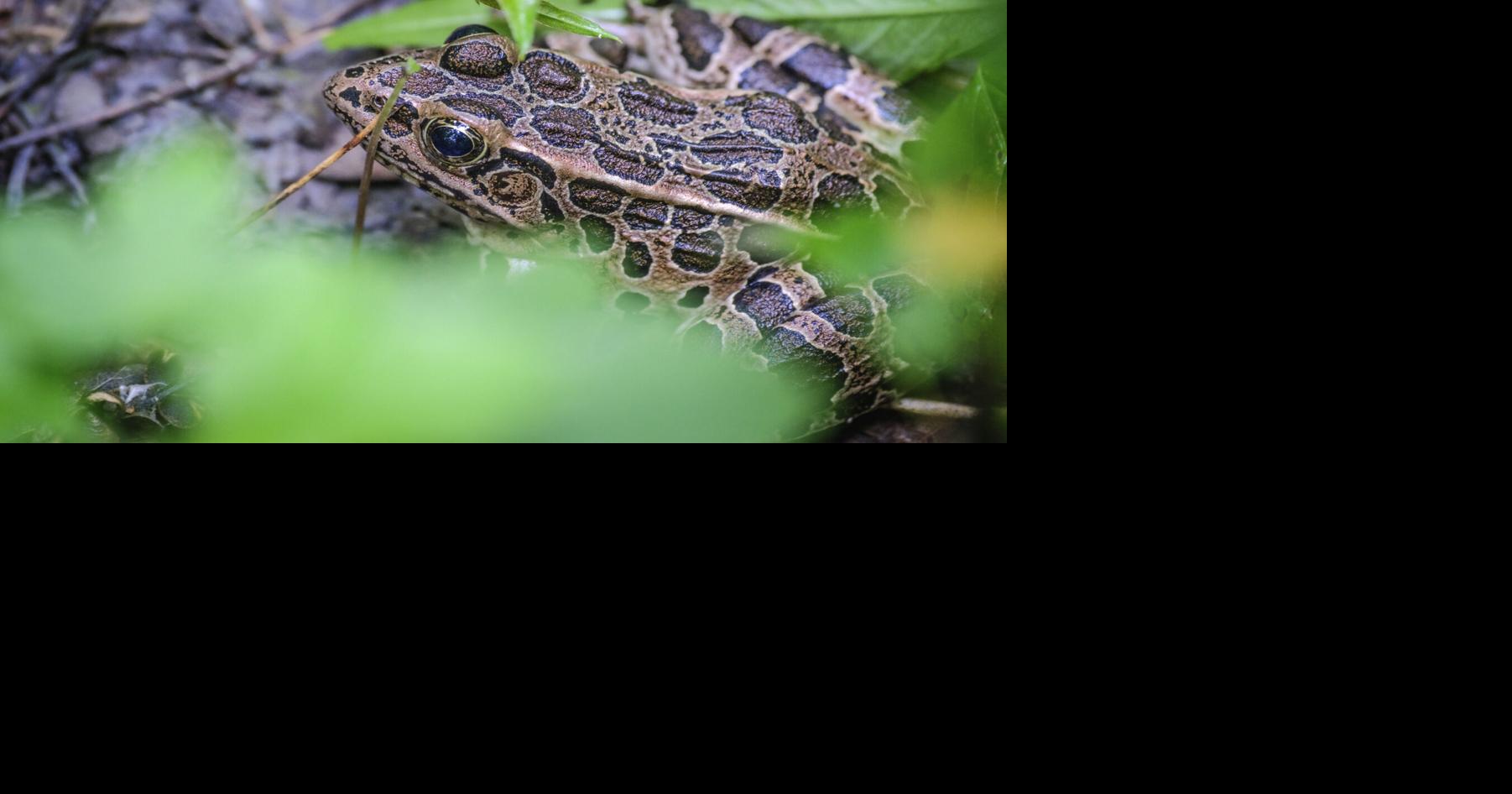 Frog near a log | Local News | mankatofreepress.com