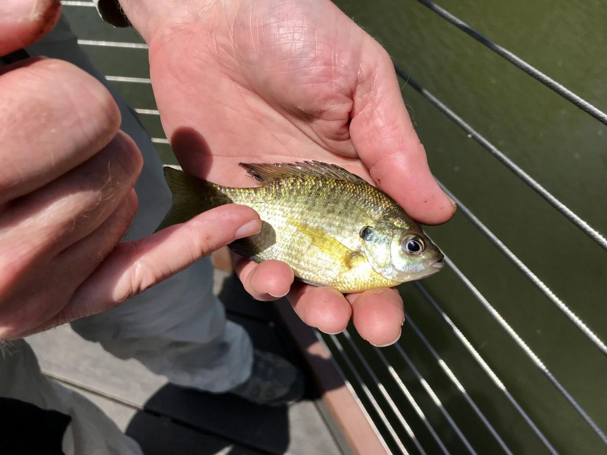Plenty of fish in the lakes for Take a Kid Fishing Weekend ...