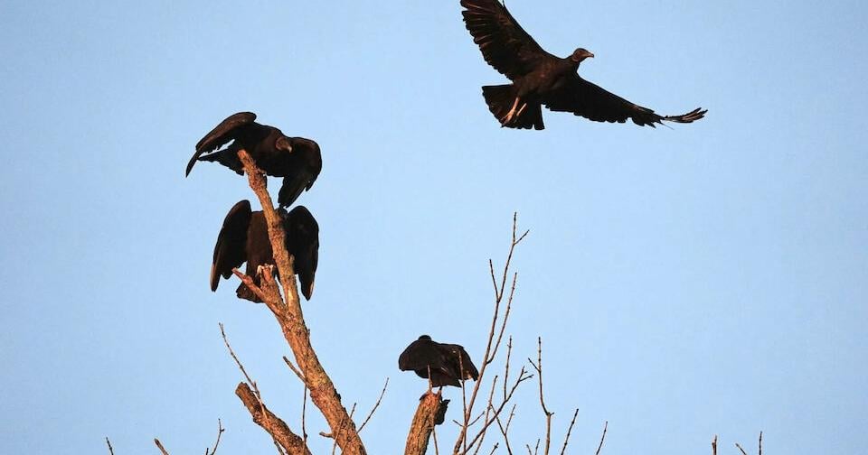 Climate change helps spread black vultures north