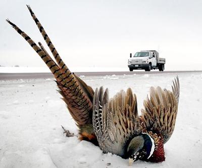 pheasant