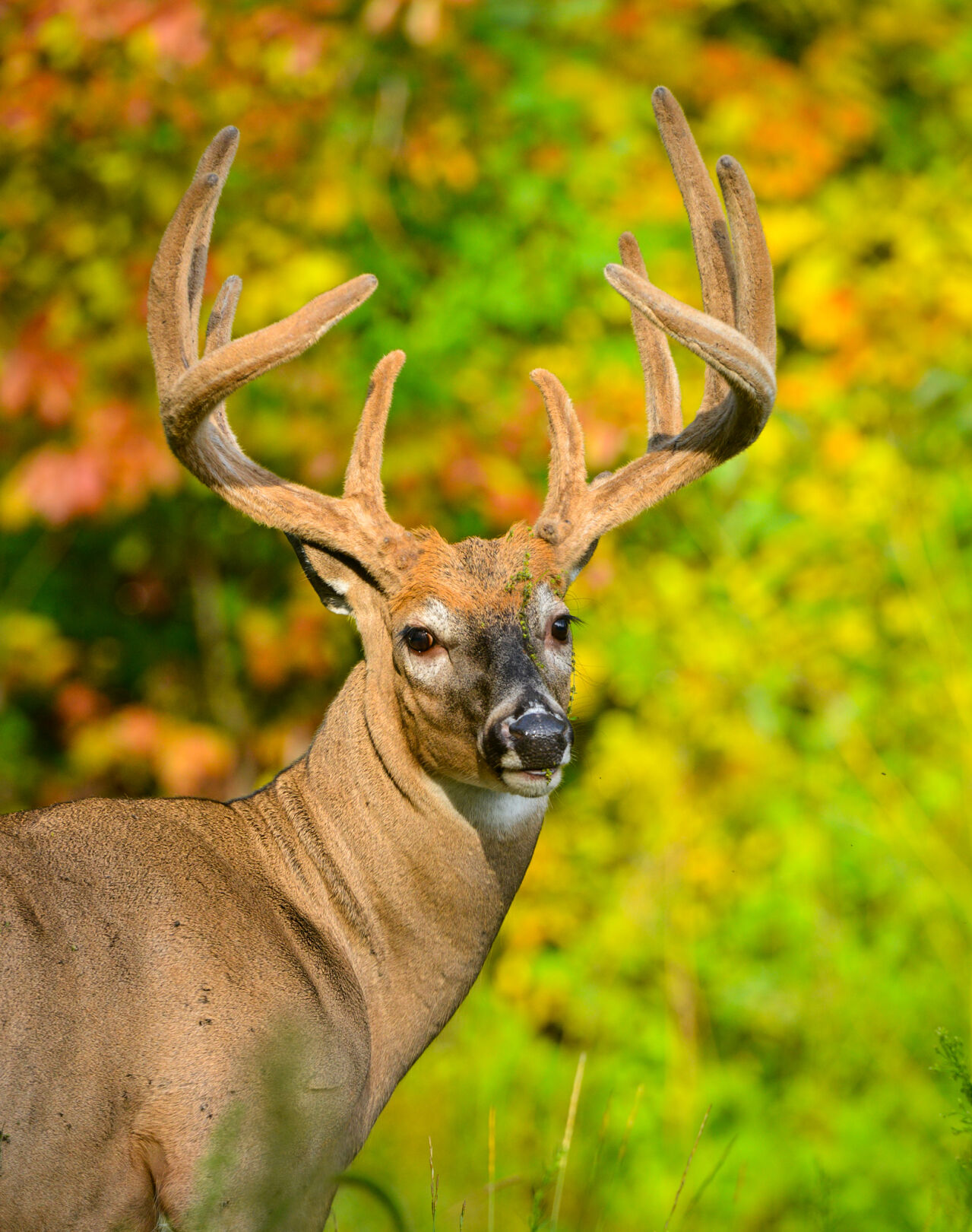 Morrison Summer can provide great whitetail viewing opportunities Local Sports mankatofreepress