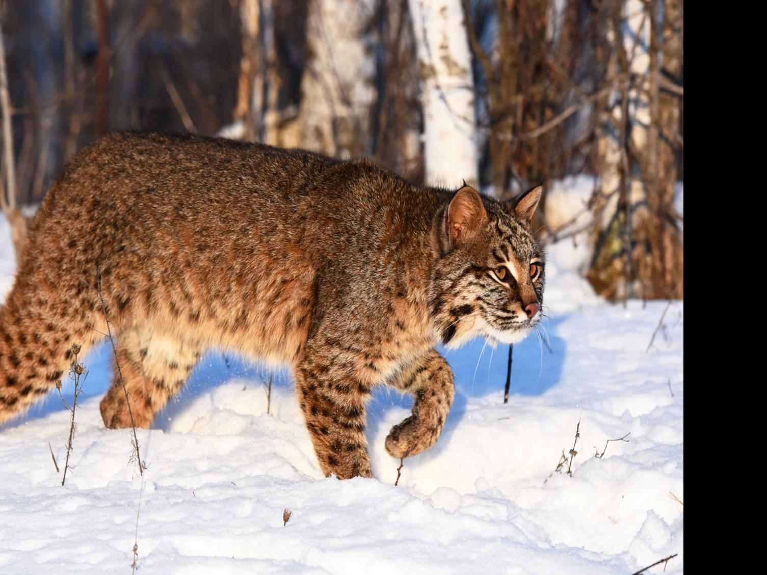 Morrison Minnesota Bobcats Can Be Rare Sight Outdoors