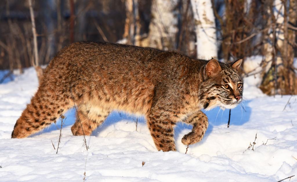 Morrison Minnesota bobcats can be rare sight Outdoors