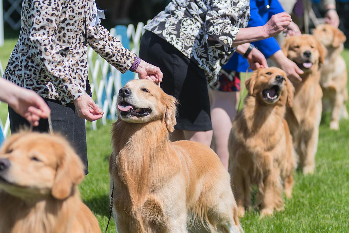 Kennel Club's annual show puts 750 dogs on display Local News