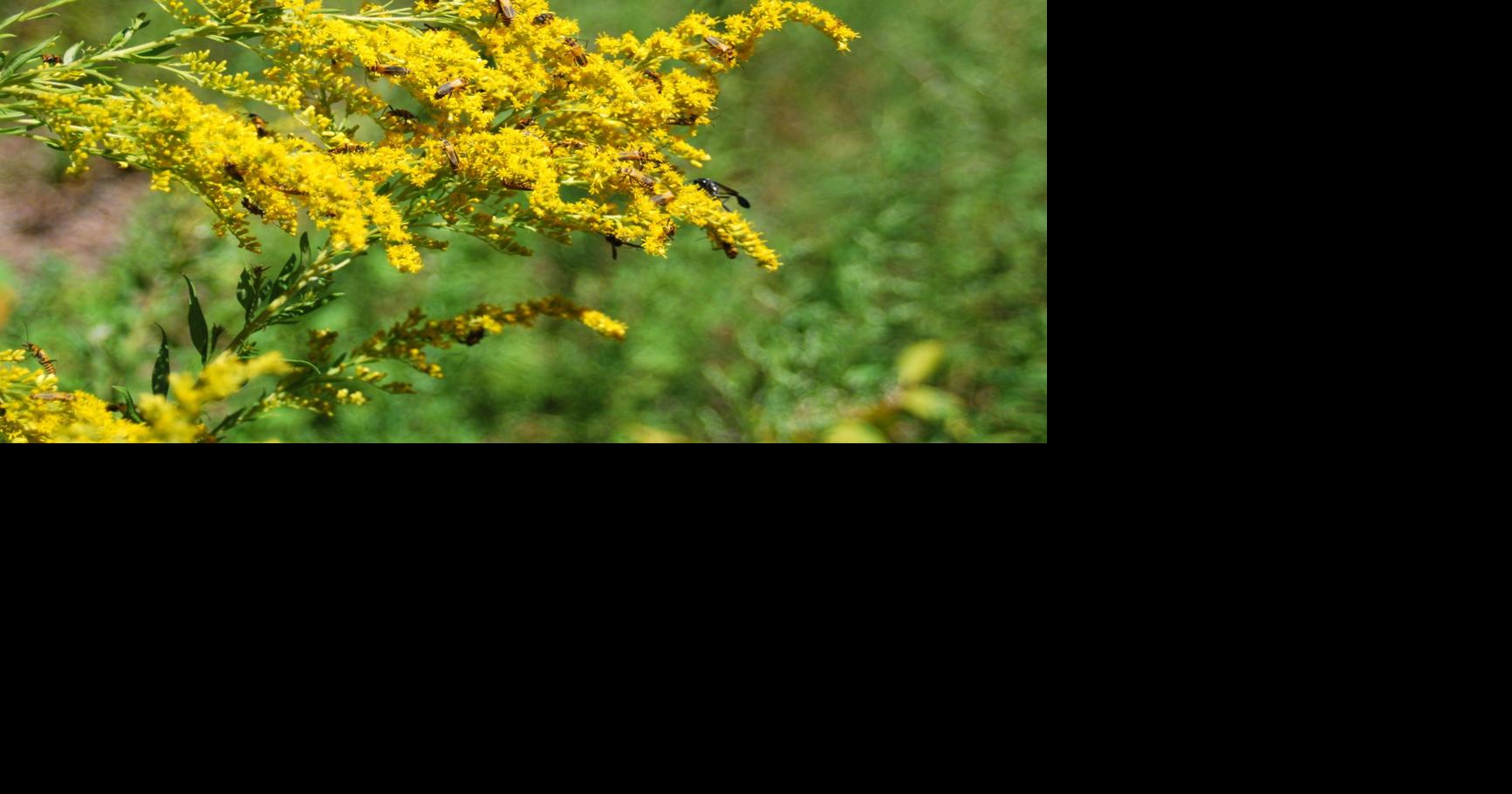 Mankato Clinic allergist shares tips for navigating allergy season