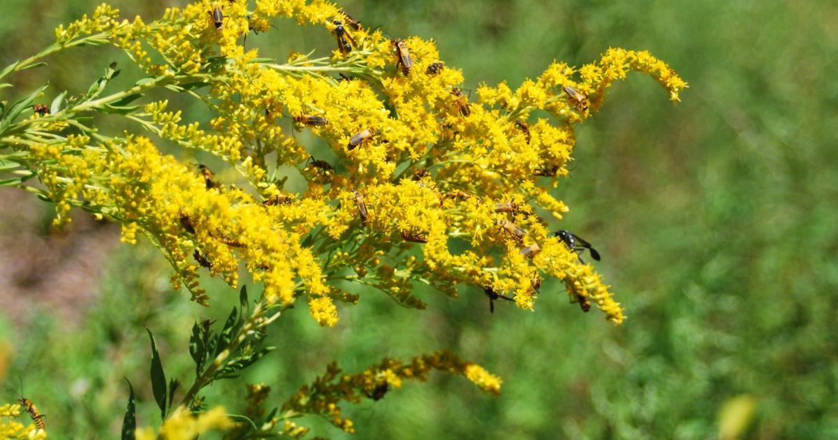 Mankato Clinic allergist shares tips for navigating allergy season