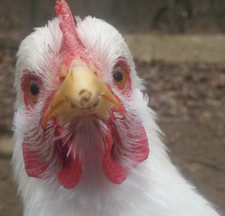 Https Bloximages Chicago2 Vip Townnews Com Mankatofreepress Com Content Tncms Assets V3 Editorial 5 9e 59e783e2 93 Close Up Faces Bald Eagle Raising Chickens