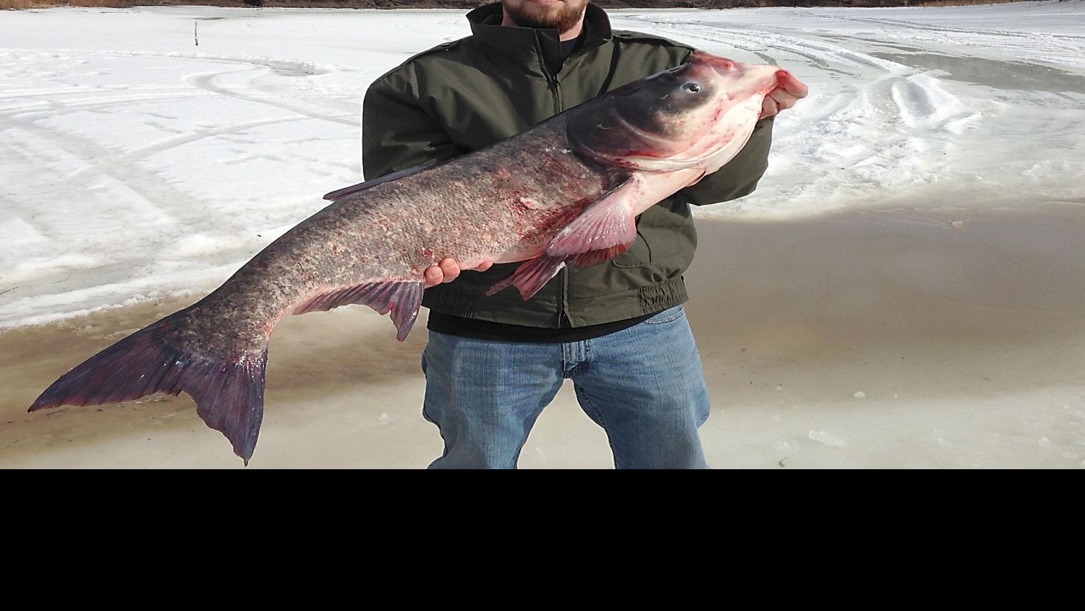 Invasive carp caught for first time in Minnesota River | News ...