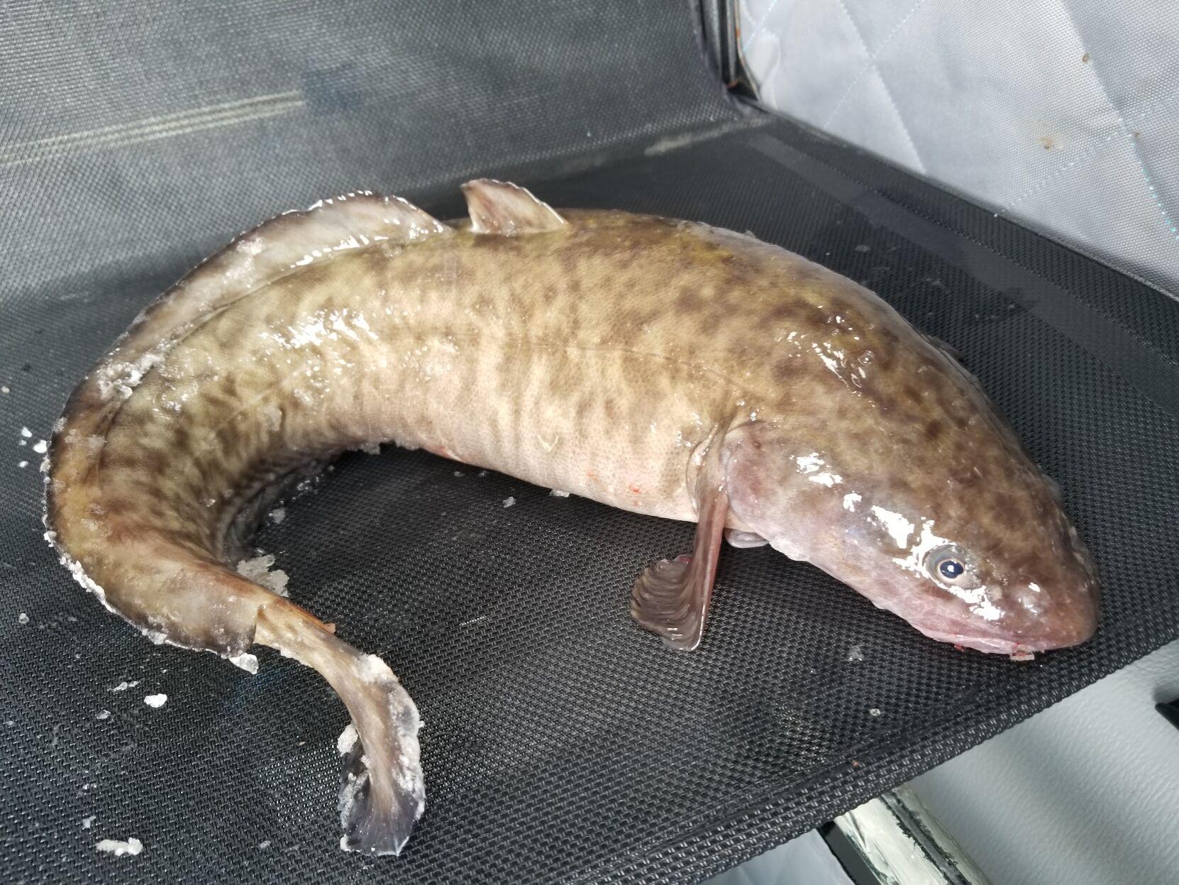 Mackenthun: For fight or food, burbot are no longer freaky ...