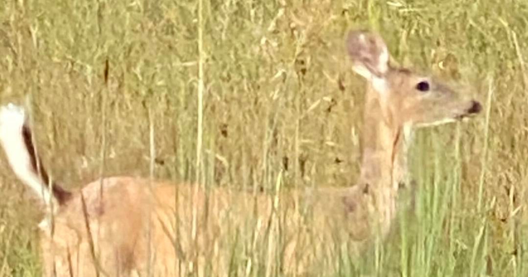 Area counties included in DNR hunting changes