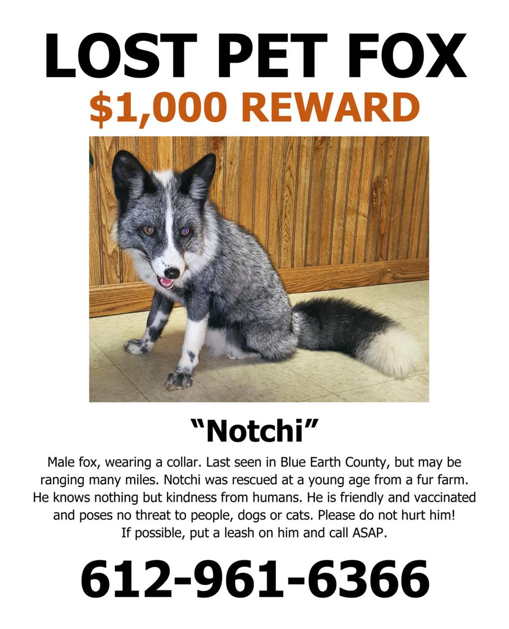 Fox On The Run Lost Pet Fox Traverses South Central Minnesota Local News Mankatofreepress Com