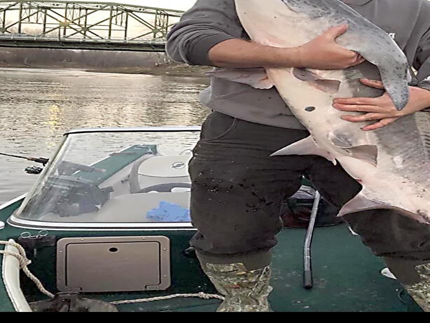 Paddlefish prefer St. Peter as hangout | Local News ...