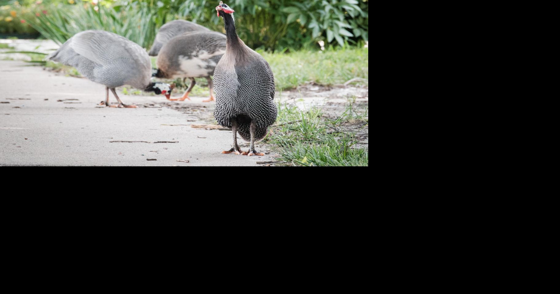 Fowl play: Guinea fowl flock part of North Broad Street appeal | Local ...
