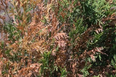 Browning Evergreens May Recover Winter Burn The Culprit Local