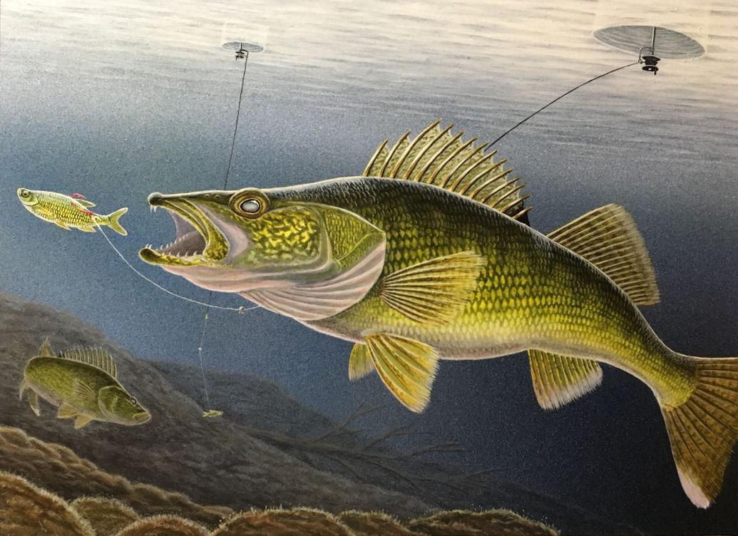 Mapleton man wins DNR walleye stamp contest News