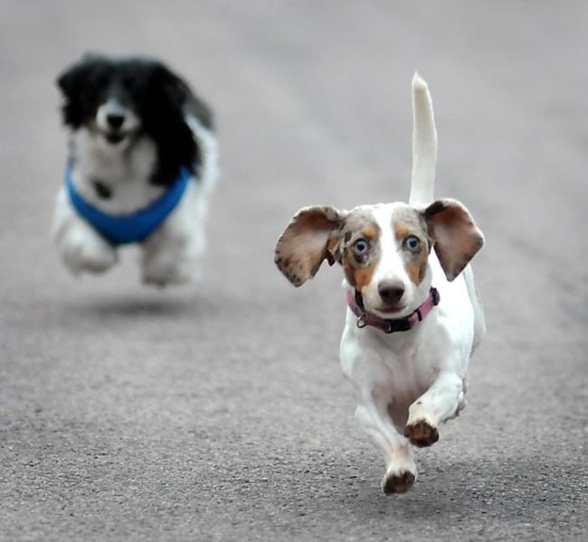 Weiner hotsell dog running