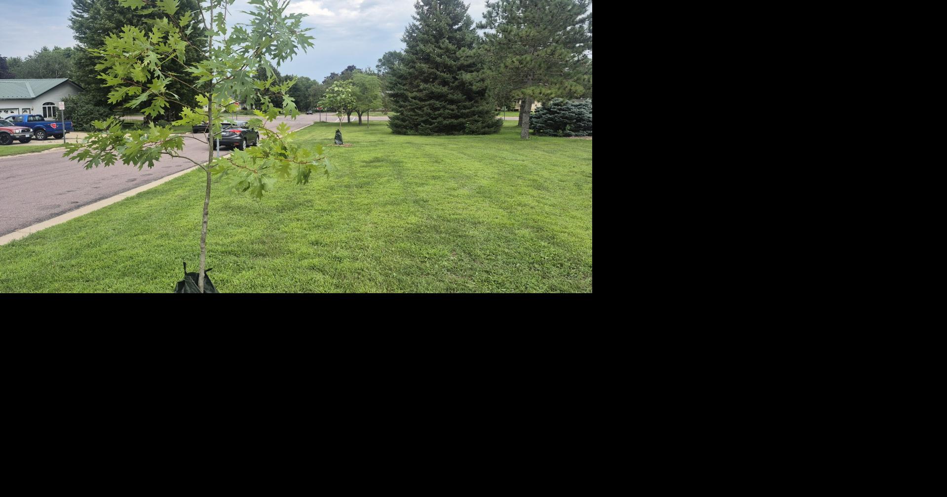 St. Peter gets DNR grant for citywide tree project