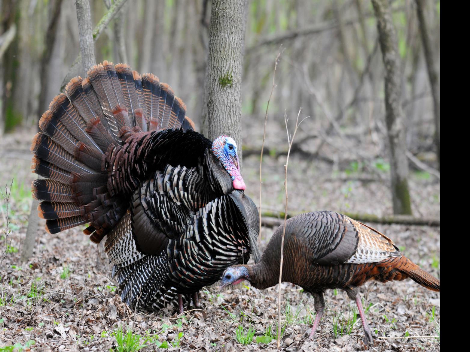 Outdoors 30 Years After Bird Swap Wild Turkeys Are Thriving Outdoors Mankatofreepress Com Our database has everything you'll ever need, so enter & enjoy mankato free press