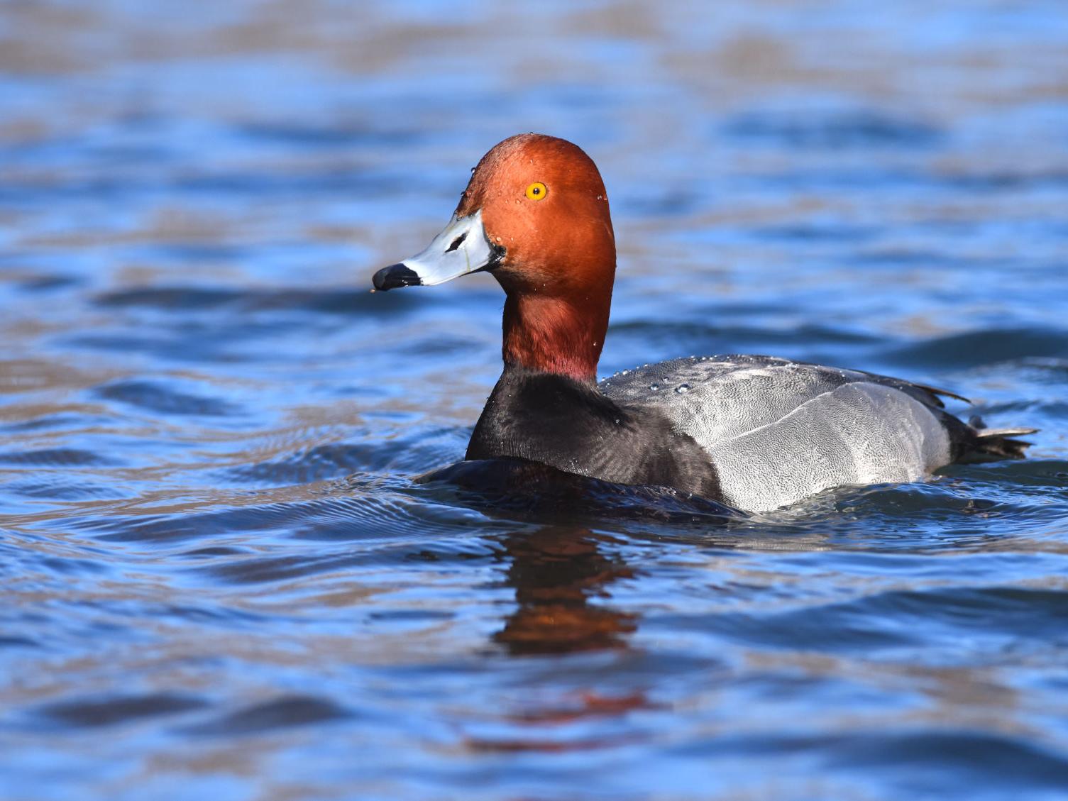 Outdoors Column Despite Icy Spring Waterfowl Migration Is Well Underway Outdoors Mankatofreepress Com