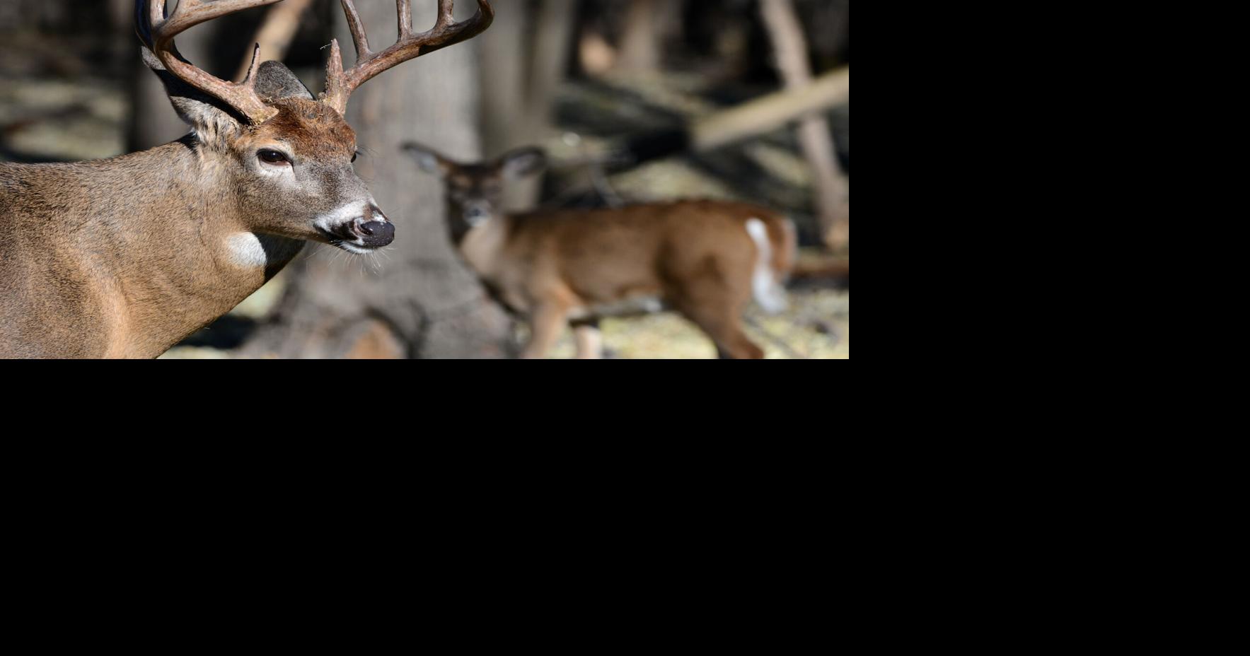 Morrison: Firearms deer season looks good for southern ...