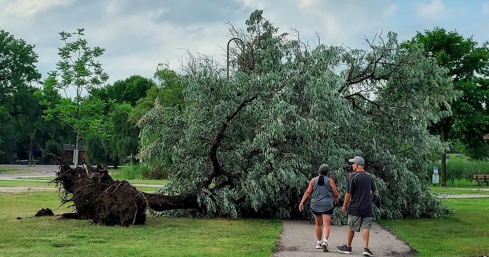 UPDATE: Storm slams Mankato area; lots of tree damage reported after nearly 50 mph winds - Vimarsana News