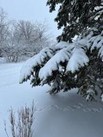 树上的雪可能很美，但它的重量可能是致命的
